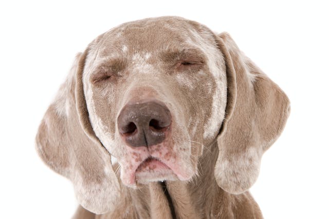 Vitiligo in Dogs: Here's What to Do If Your Dog Has Vitiligo